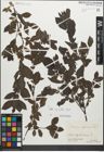 Foto von Salix myrsinifolia Salisb.